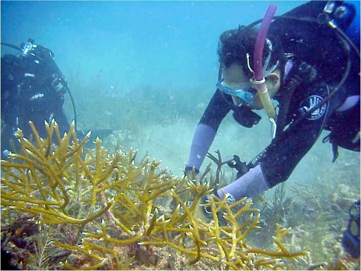 Coral Reef Restoration